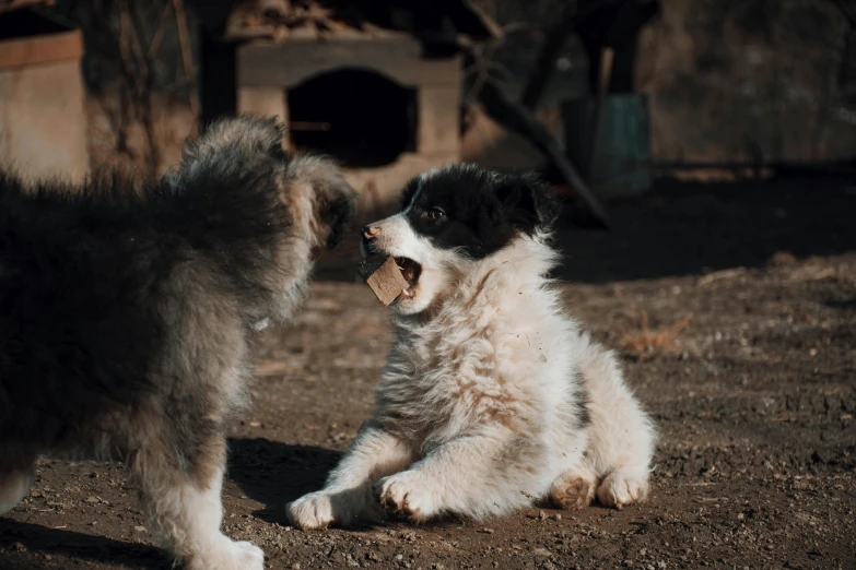 the dog looks surprised at another puppy who is yelling