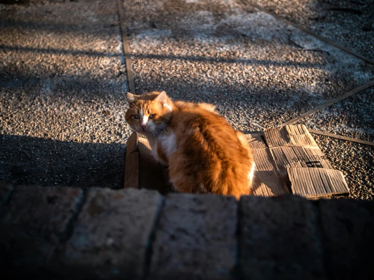 an orange and white cat laying on top of a brick walkway