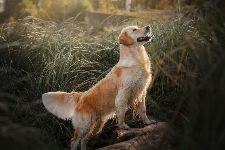 an image of a dog that is playing outside