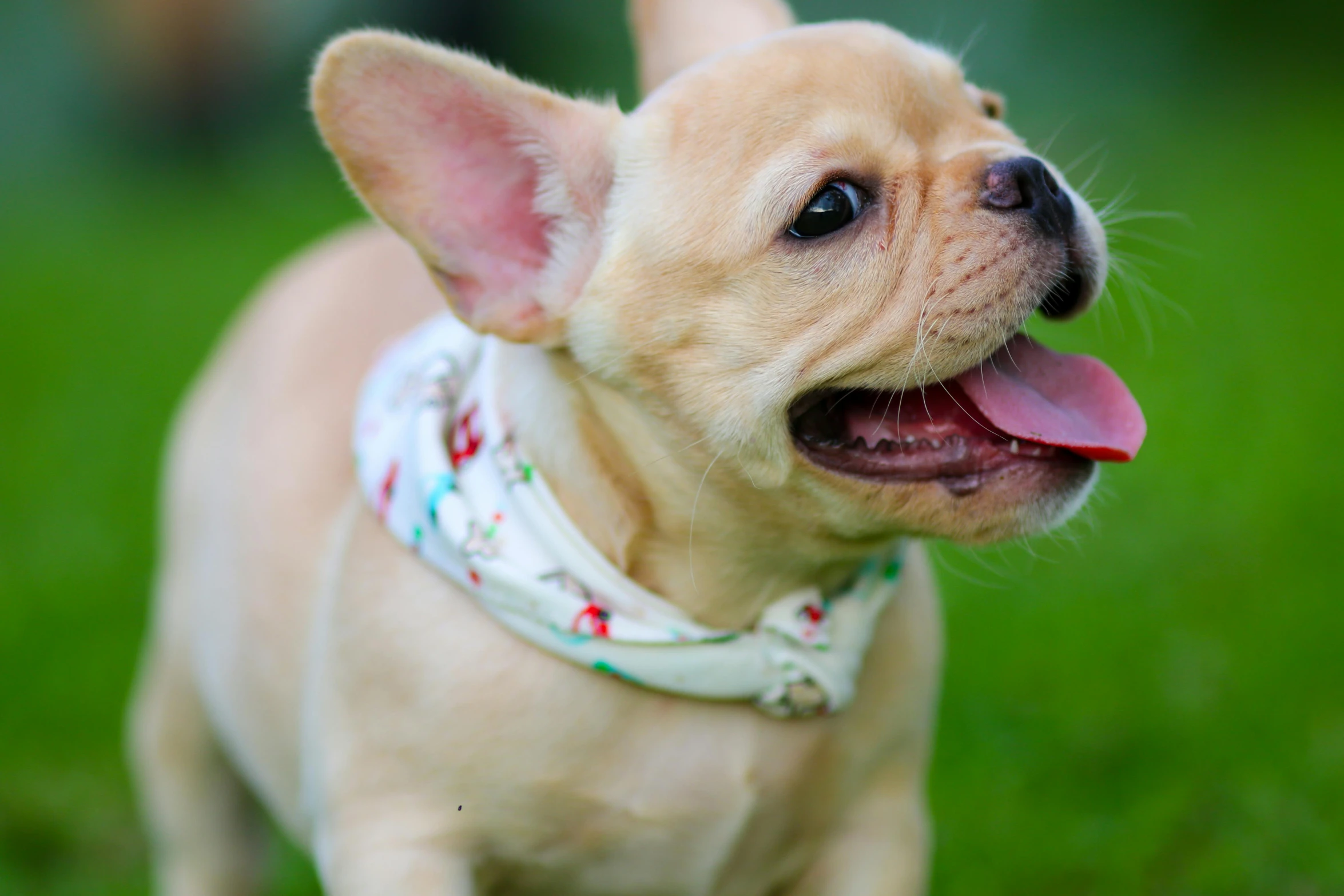 a small, cute dog is standing in the grass