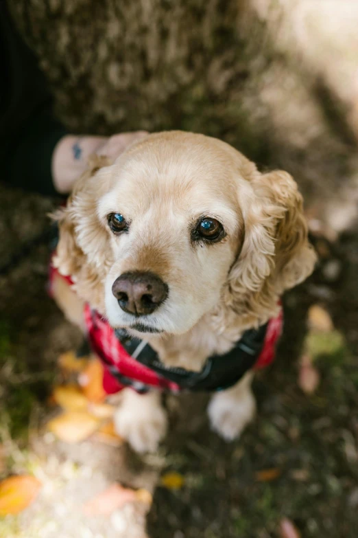 a dog with blue eyes and a red scarf