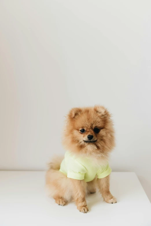 a small dog wearing a shirt sitting on a surface