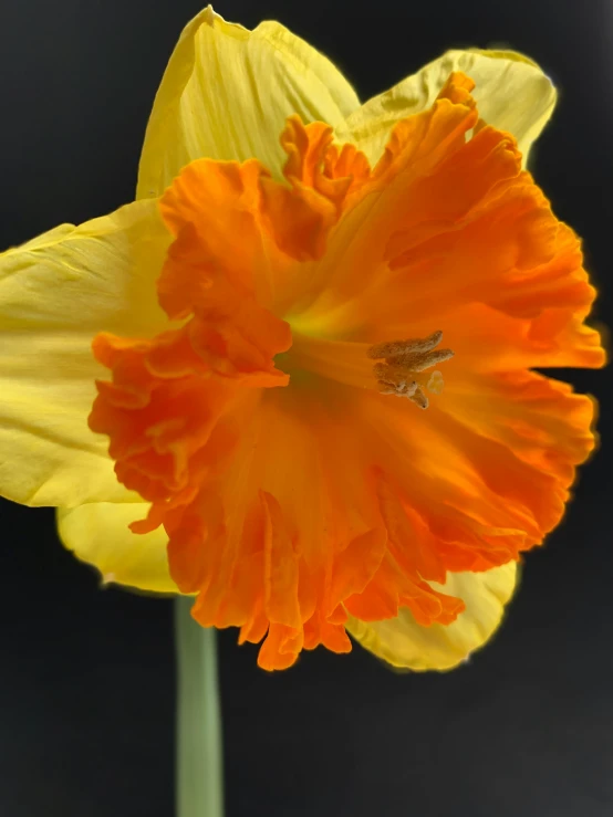 a large orange and yellow flower that is blooming