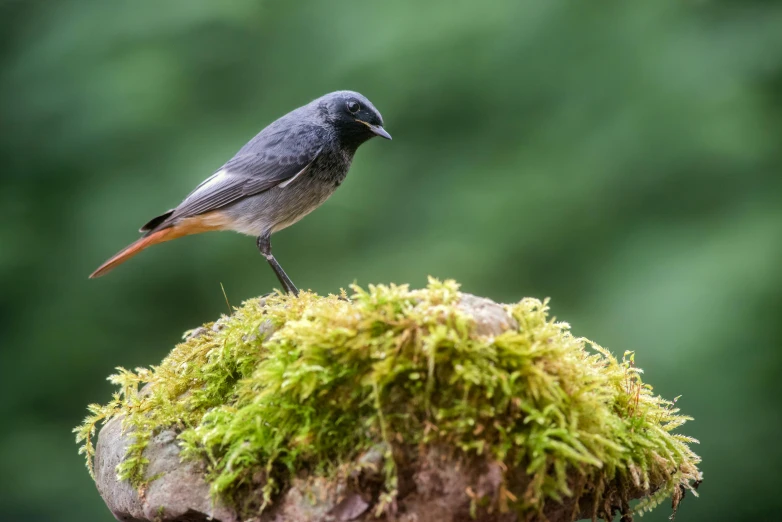 a little bird perched on the top of a mossy log