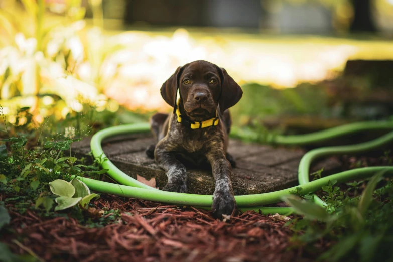 the dog is sitting next to a couple of hoses