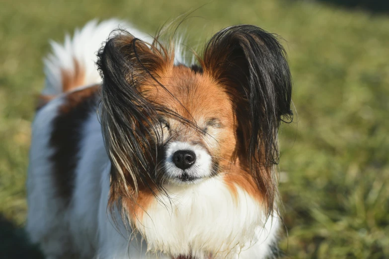 the dog with long black and white fur looks toward the camera