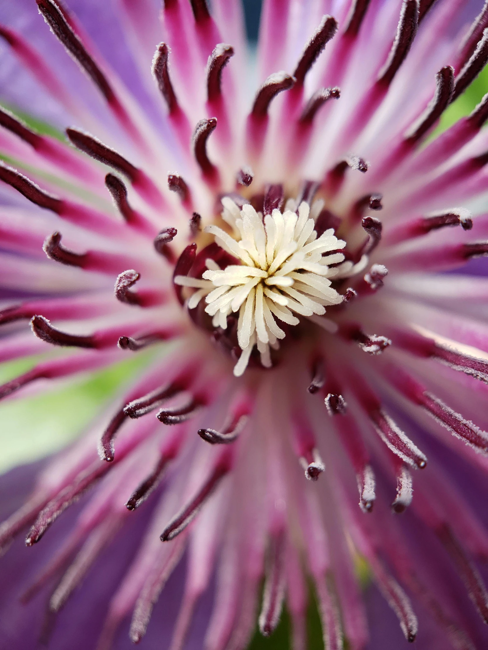 a purple and white flower with drops of water