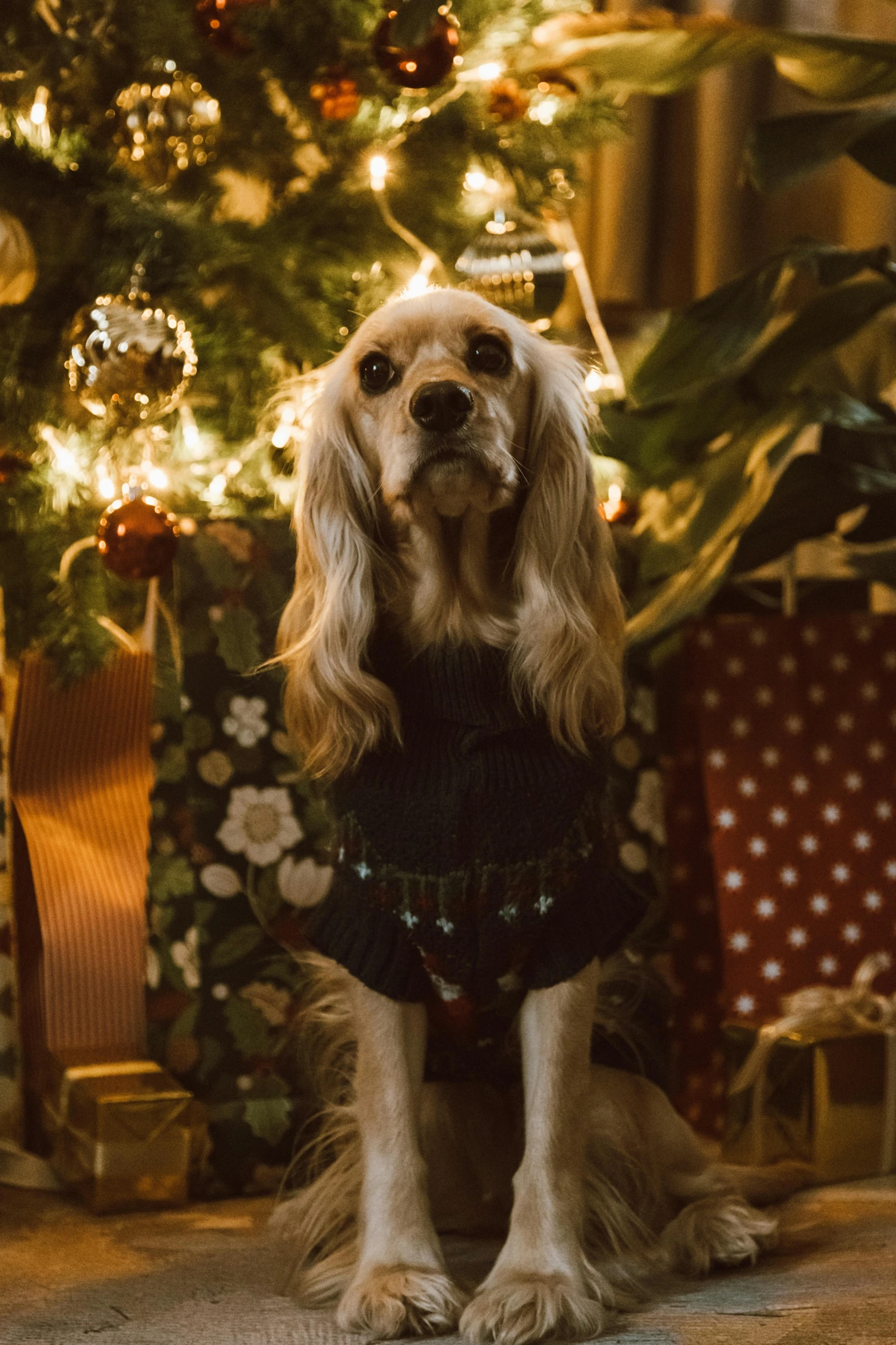 a dog wearing a black outfit in front of a christmas tree