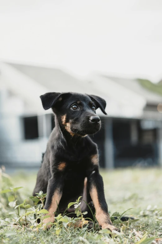 a cute black and tan puppy sitting in the grass