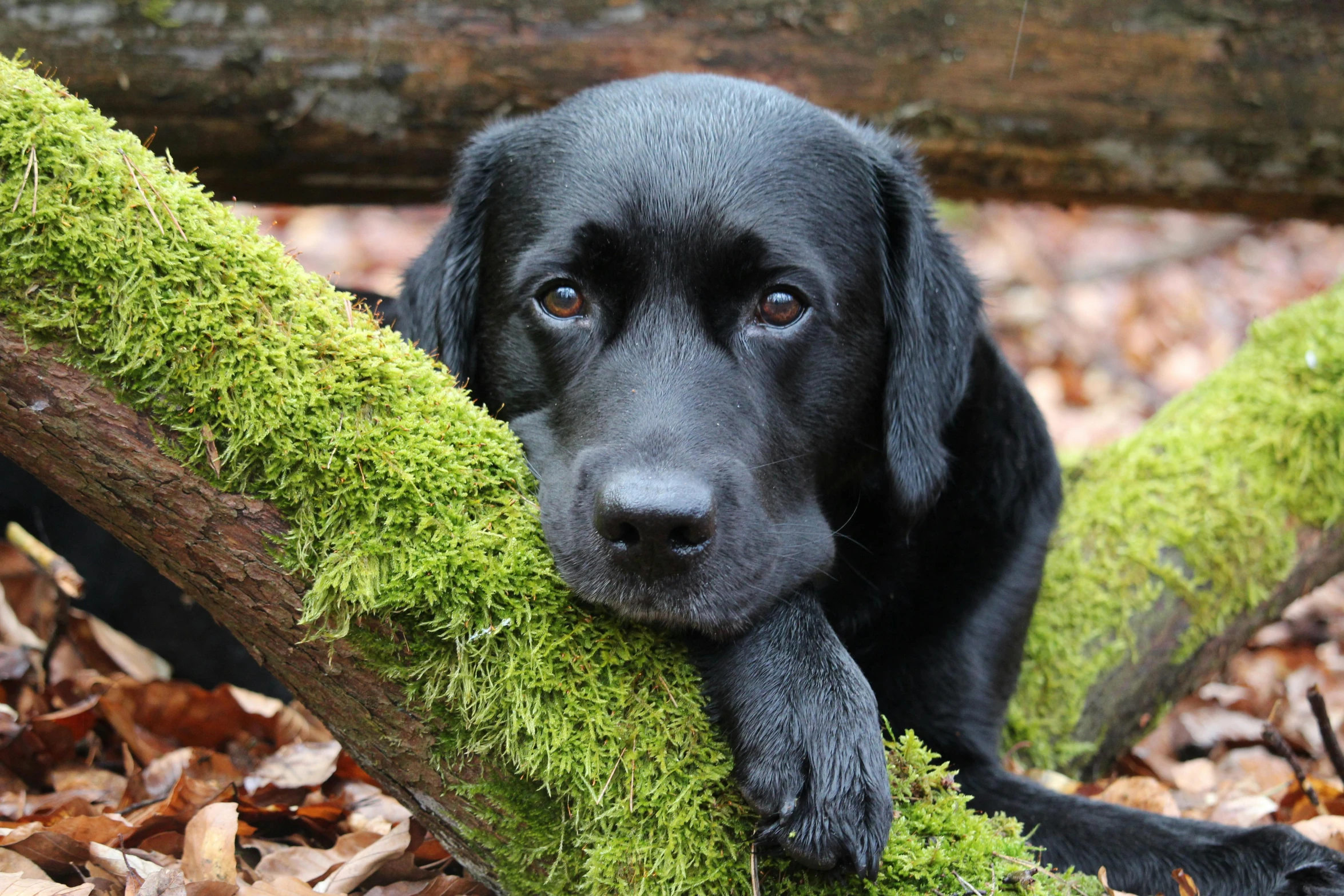 a black dog lays in the grass with a log