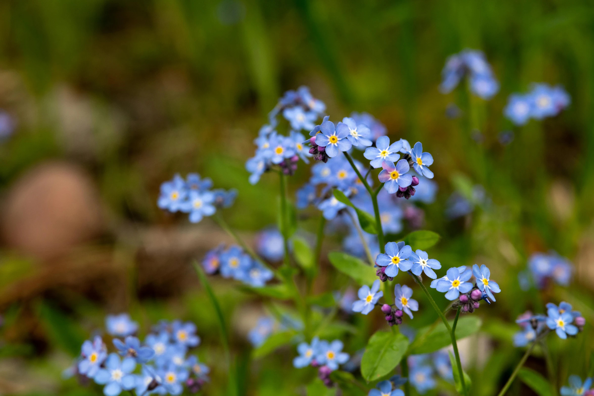 there are blue and white flowers in the green grass