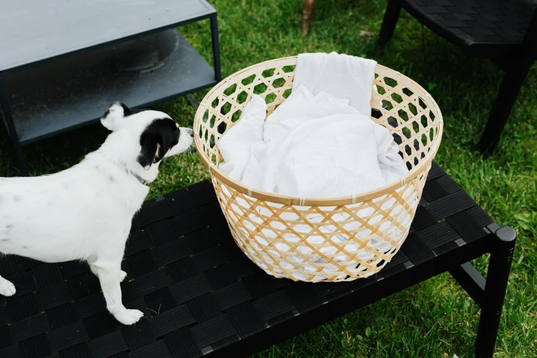 a cat smelling a basket that is sitting on a table