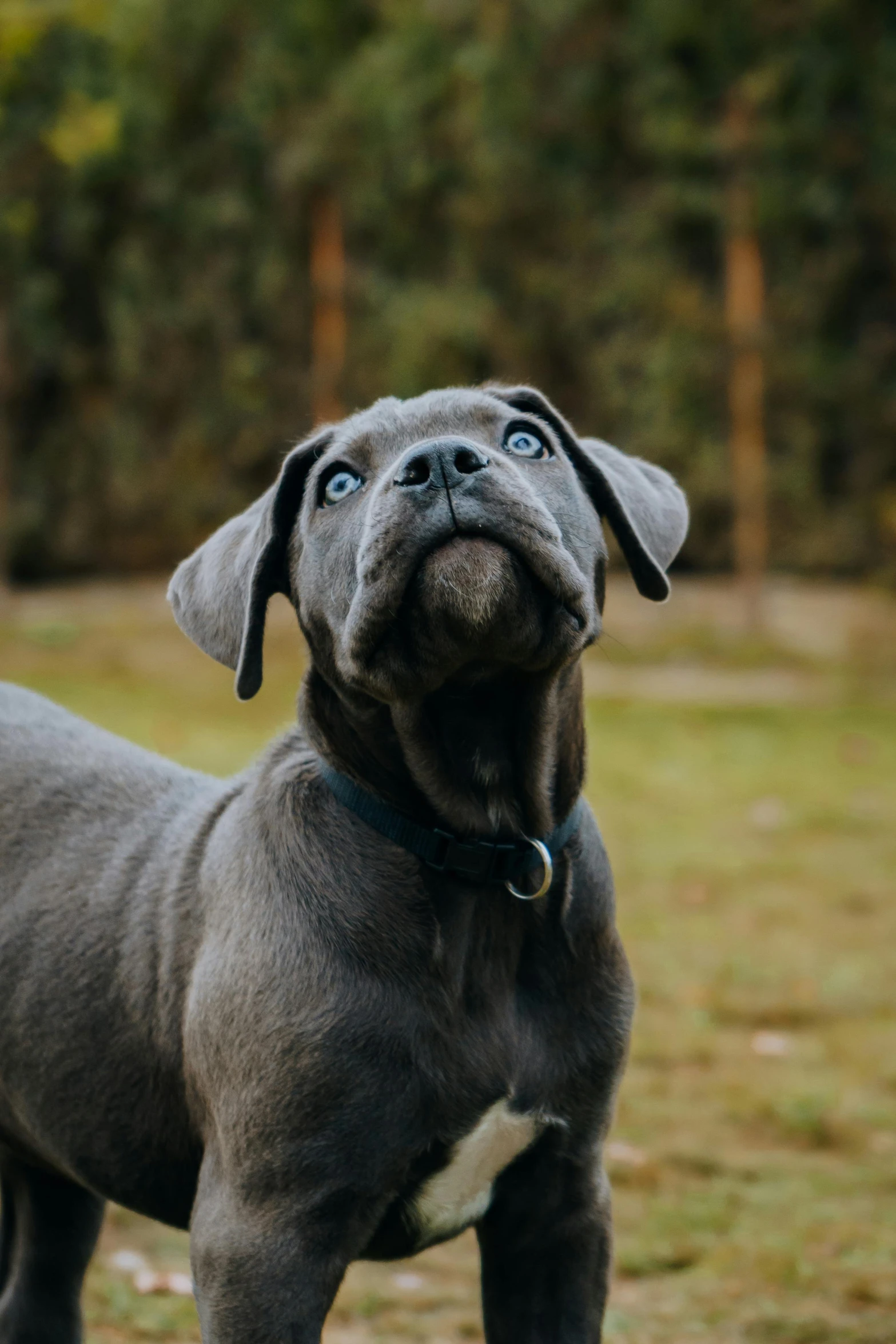 a gray puppy standing on top of a grass covered field