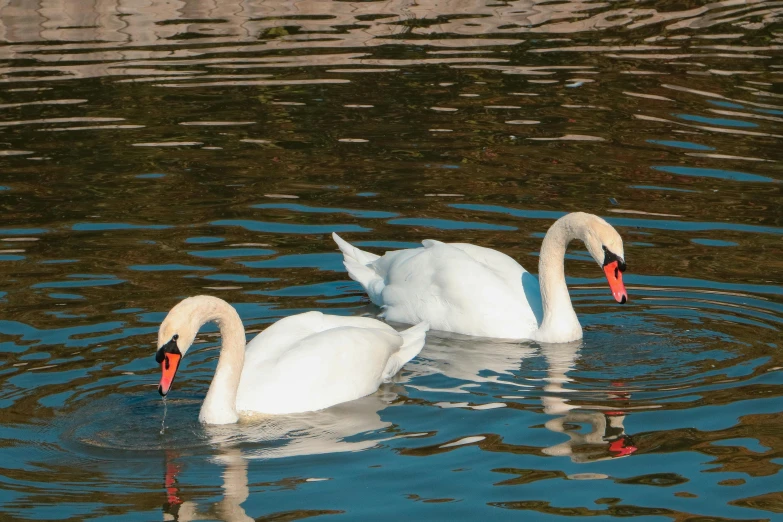 two swans swim on a still body of water