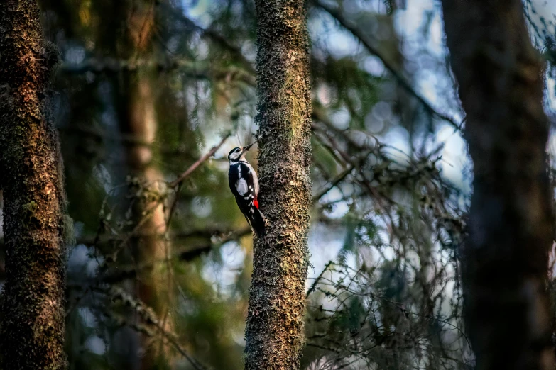 a woodpecker in a tree at dusk