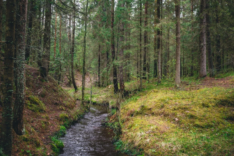 a stream winds through the woods and into a patch of grass