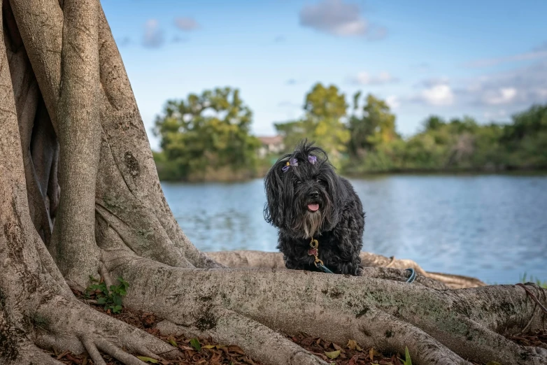 a black dog sitting on the ground near a large tree