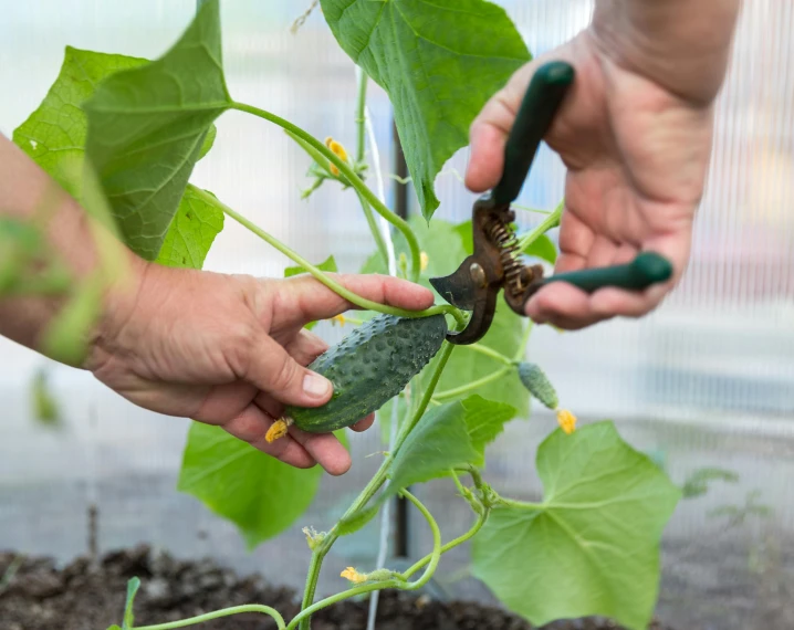 two hands with scissors are trimming a cucumber plant