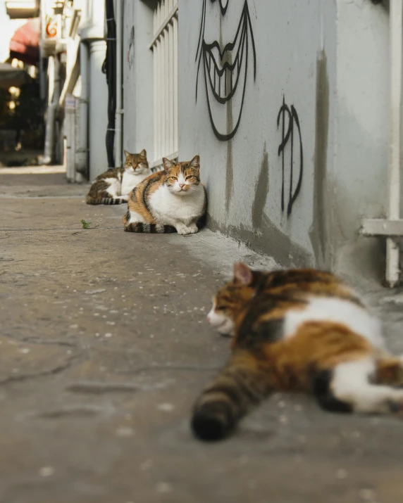 two cats are sitting next to each other outside