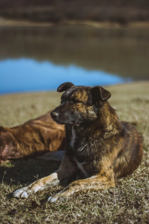 a dog laying down next to a brown dog