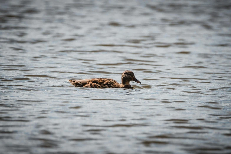 an image of a duck that is swimming in the water