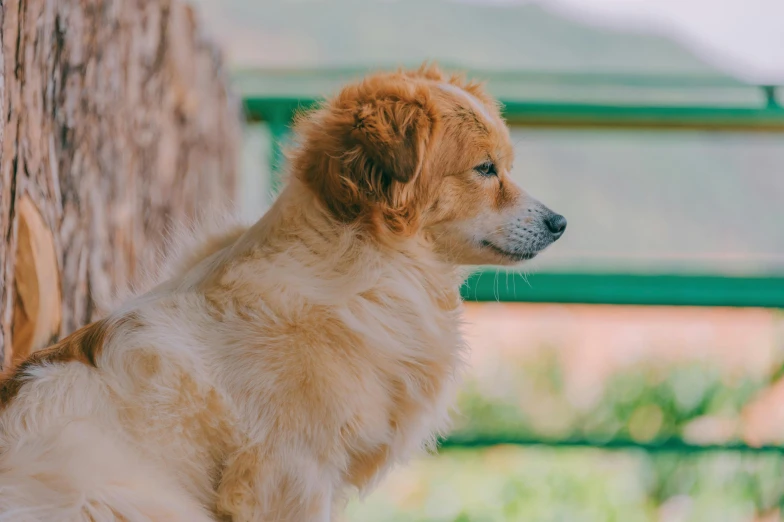 a brown dog standing on top of a wooden wall