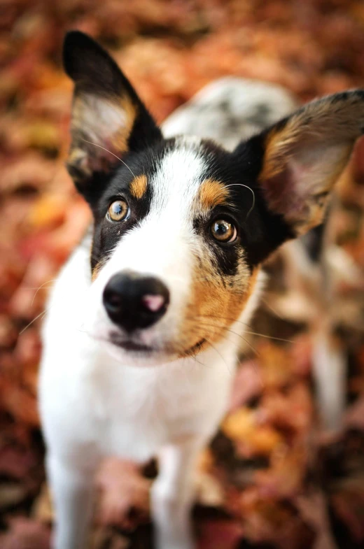 the dog stands on the leaves and looks to be alert