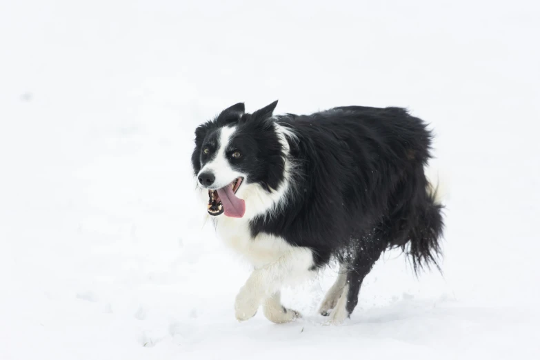 a large dog in the snow with it's mouth open