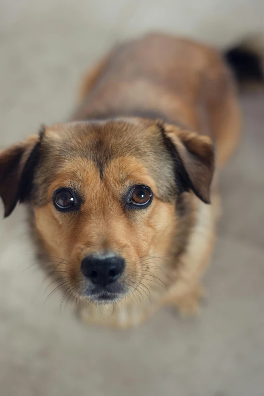 a small brown dog with its mouth open and ears up