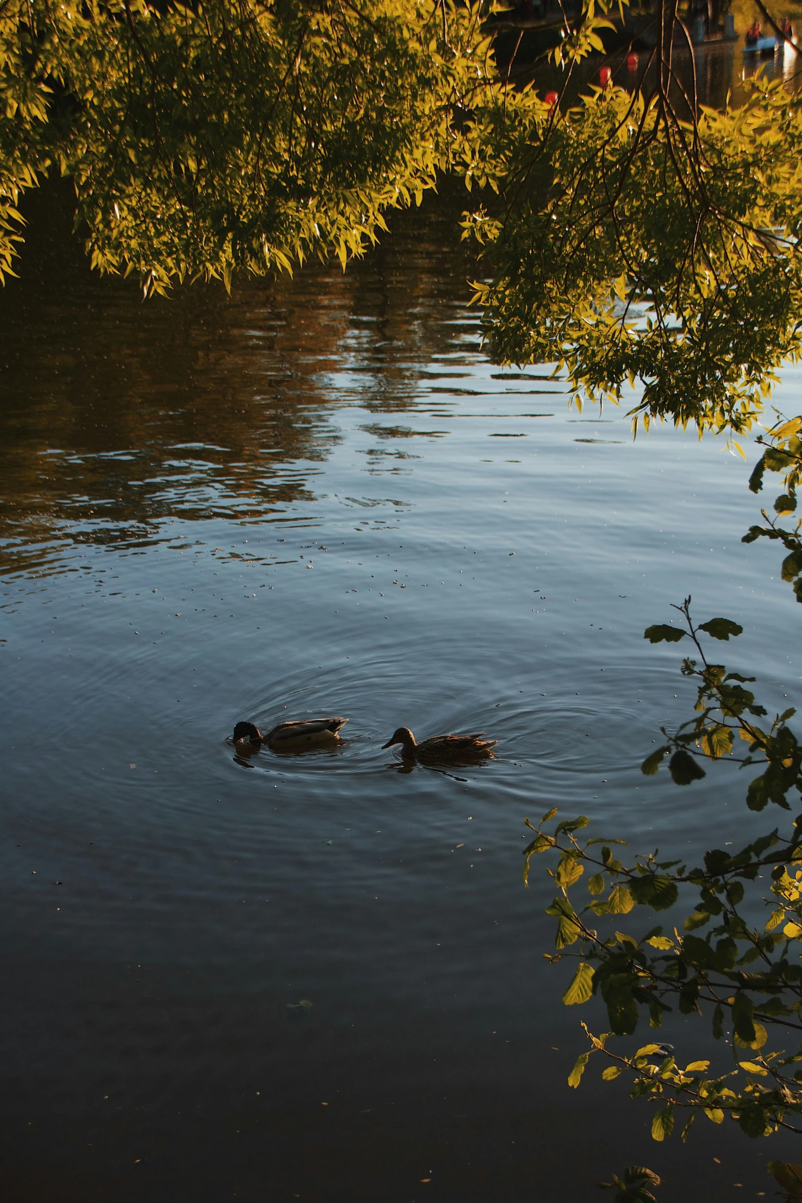 three ducks swimming on top of a river