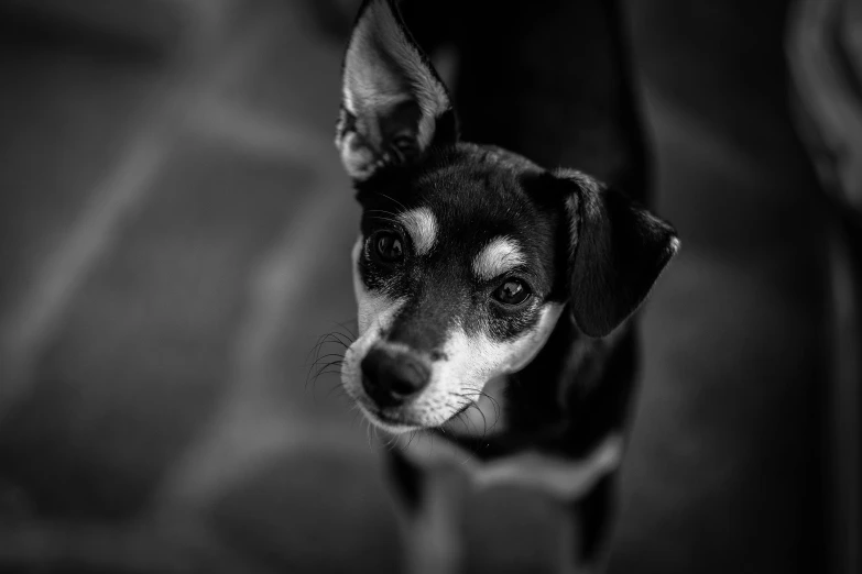 small black and white dog looking up at the camera