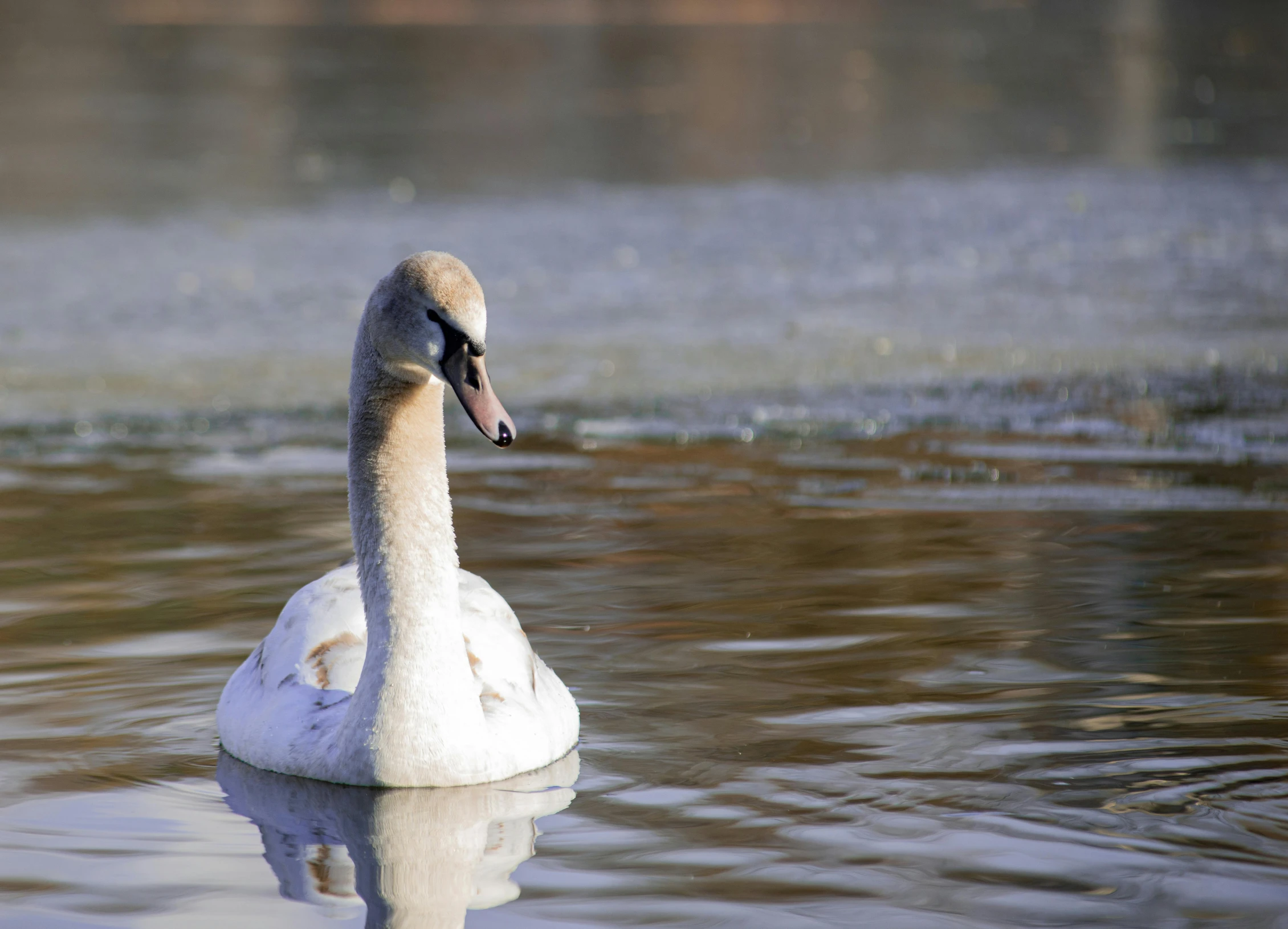 a white swan is floating in the water