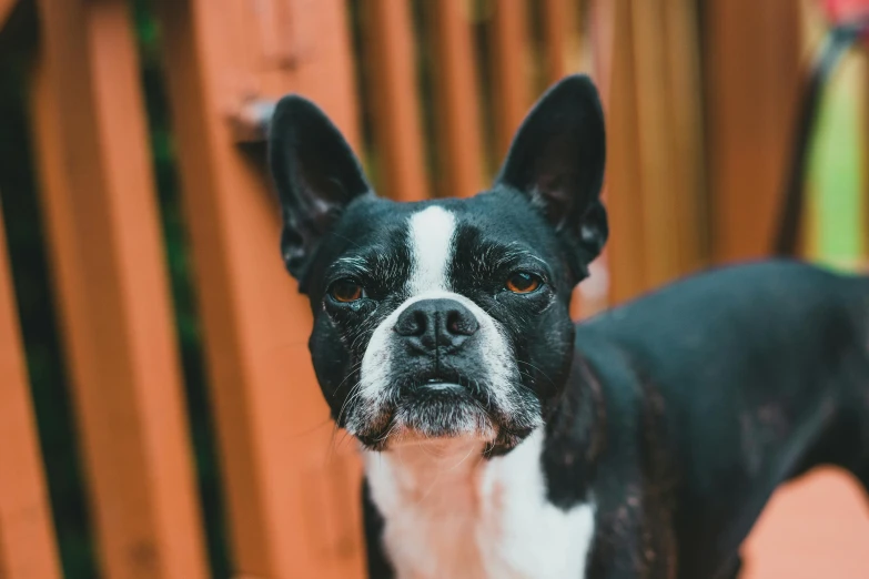 a black and white dog looking up at the camera