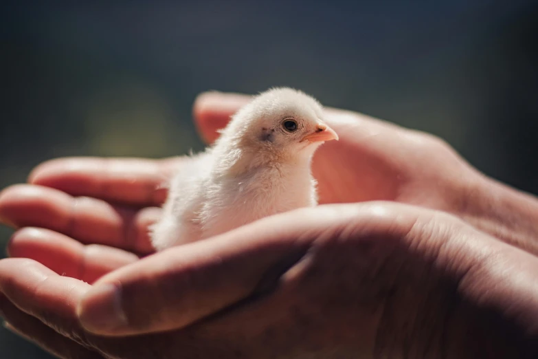 a hand holding a small baby white chicken