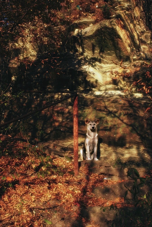 a dog is sitting beside an iron post