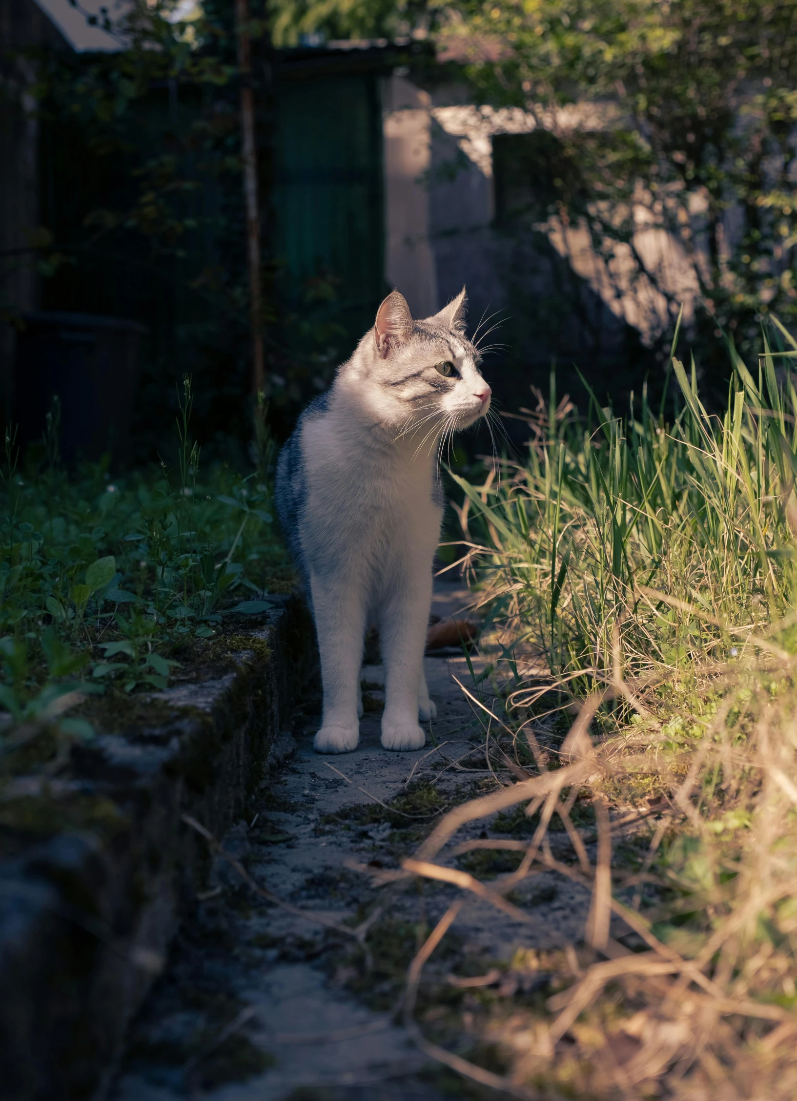 a white and gray cat standing on a step