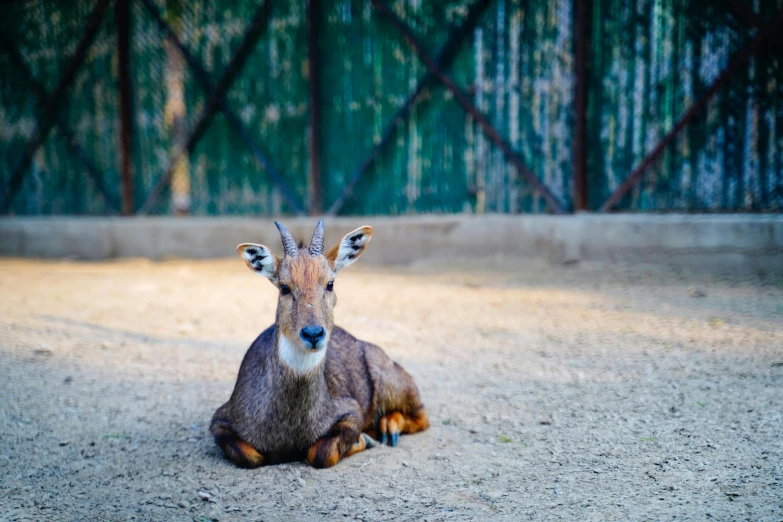 a goat laying down in dirt, near a fence