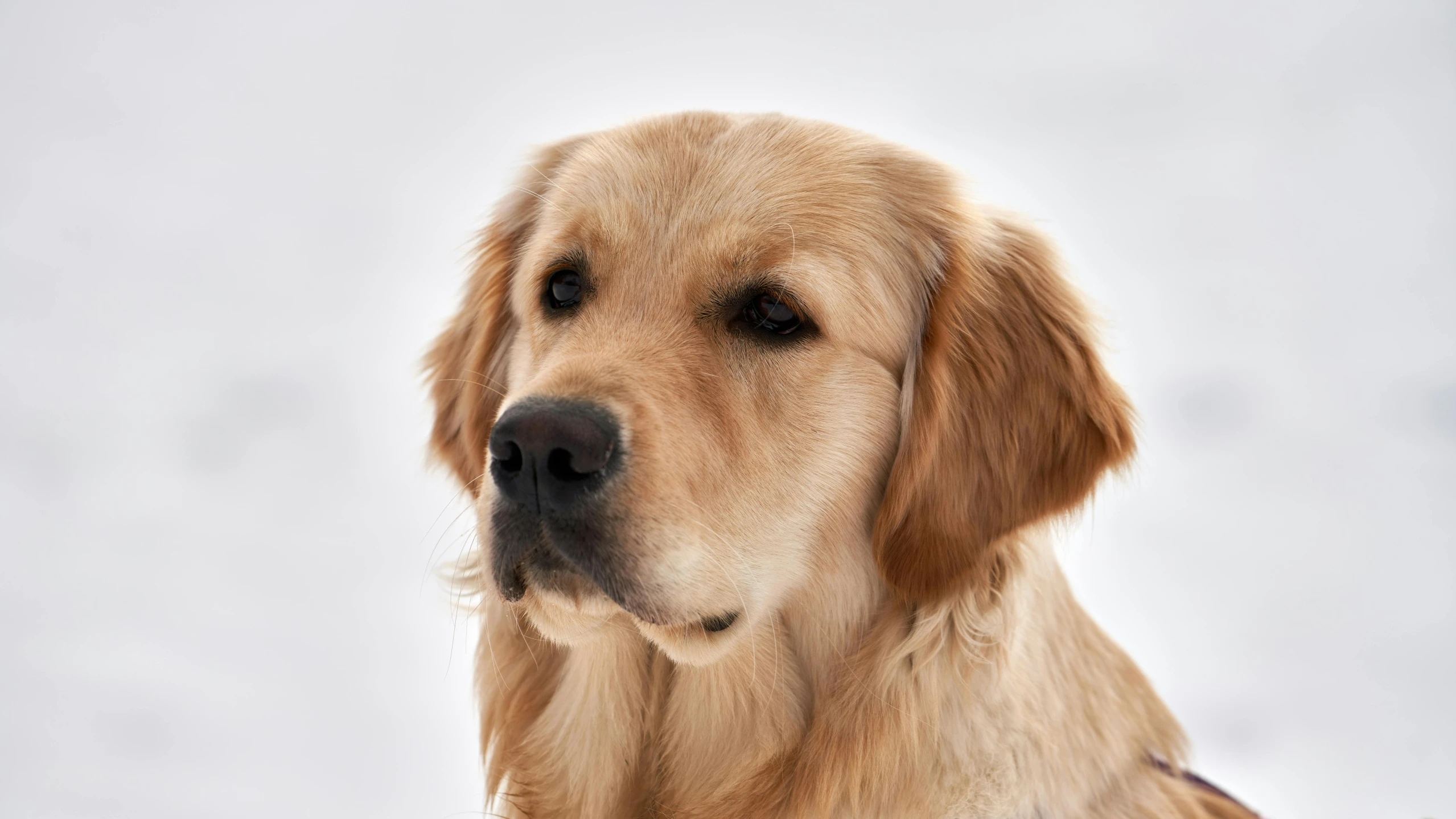 a big dog that is standing in the snow