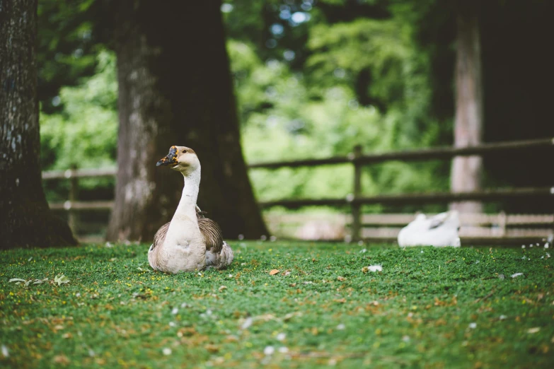 two geese sitting in the grass next to trees