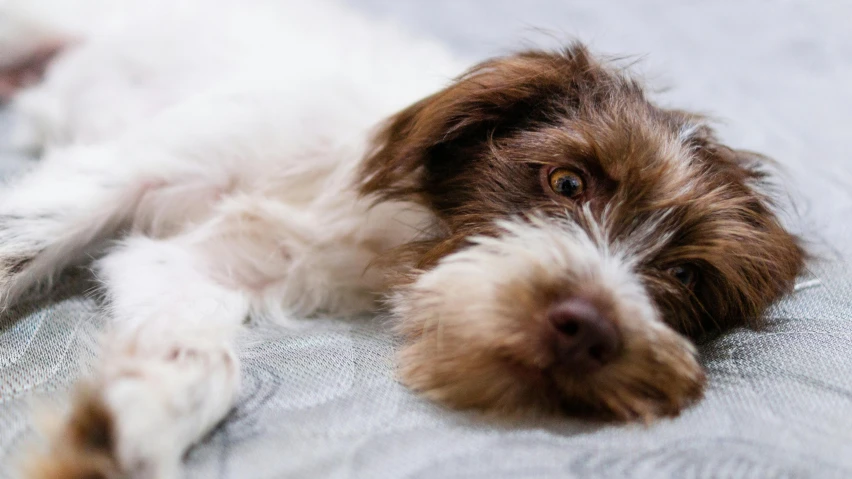 this little dog is relaxing on the bed