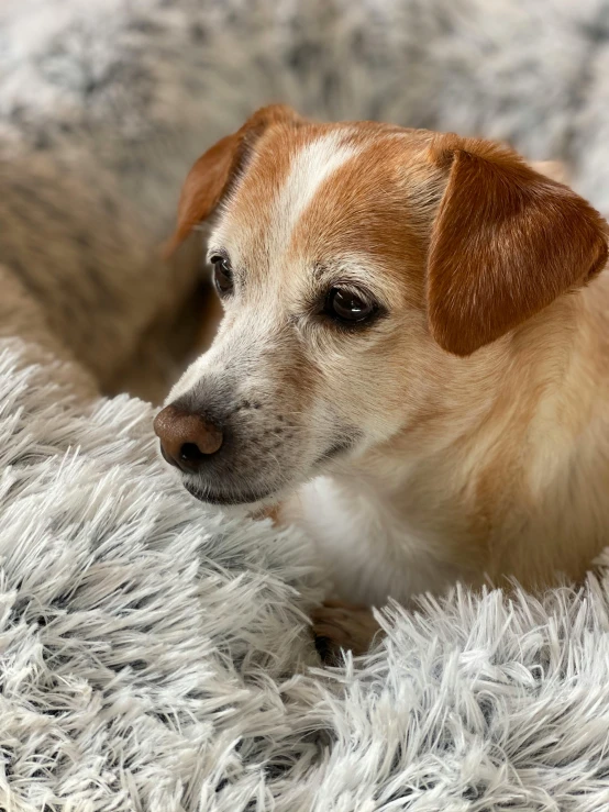 a close up of a dog lying on a rug