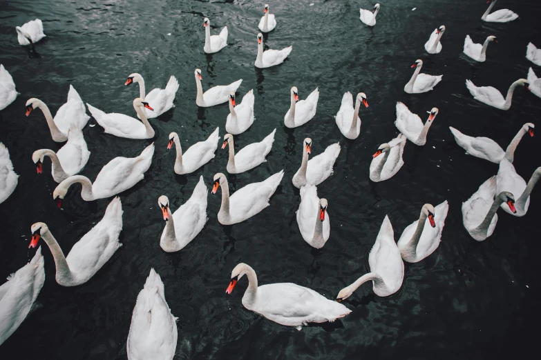 a flock of white swans are on a lake