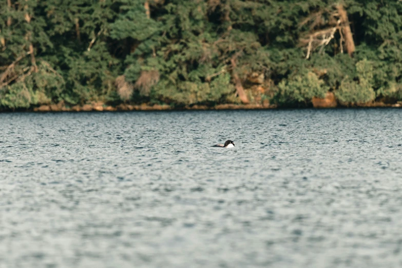 a body of water with trees behind it