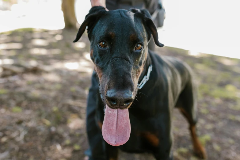 a black dog with a long pink tongue and a white collar