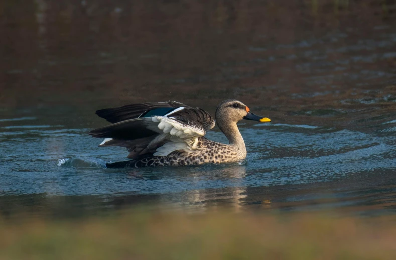 two ducks swimming in water next to each other