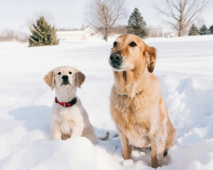 there is a dog and a puppy sitting in the snow