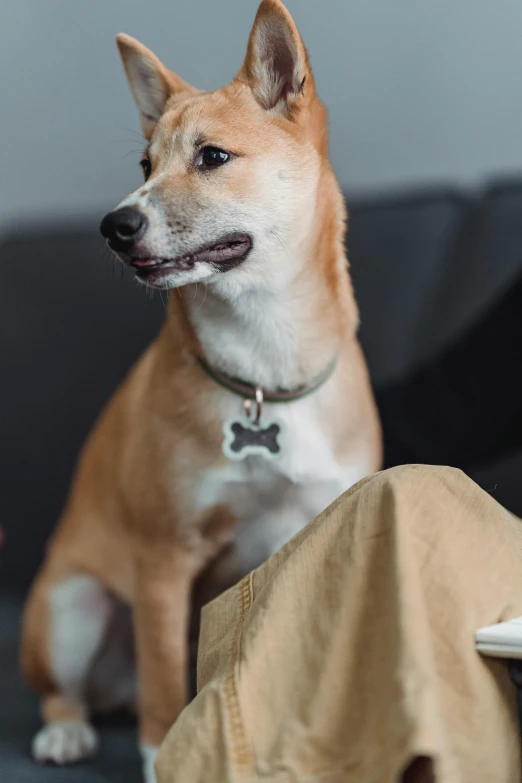 small dog sitting on couch next to dog toy