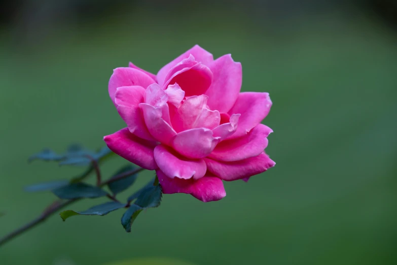 the pink flower on this rose has no blooms