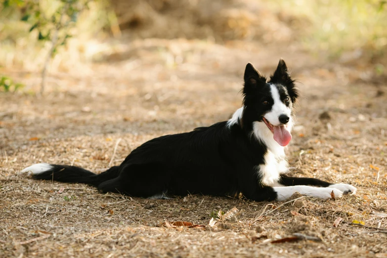 a black and white dog laying on the dirt
