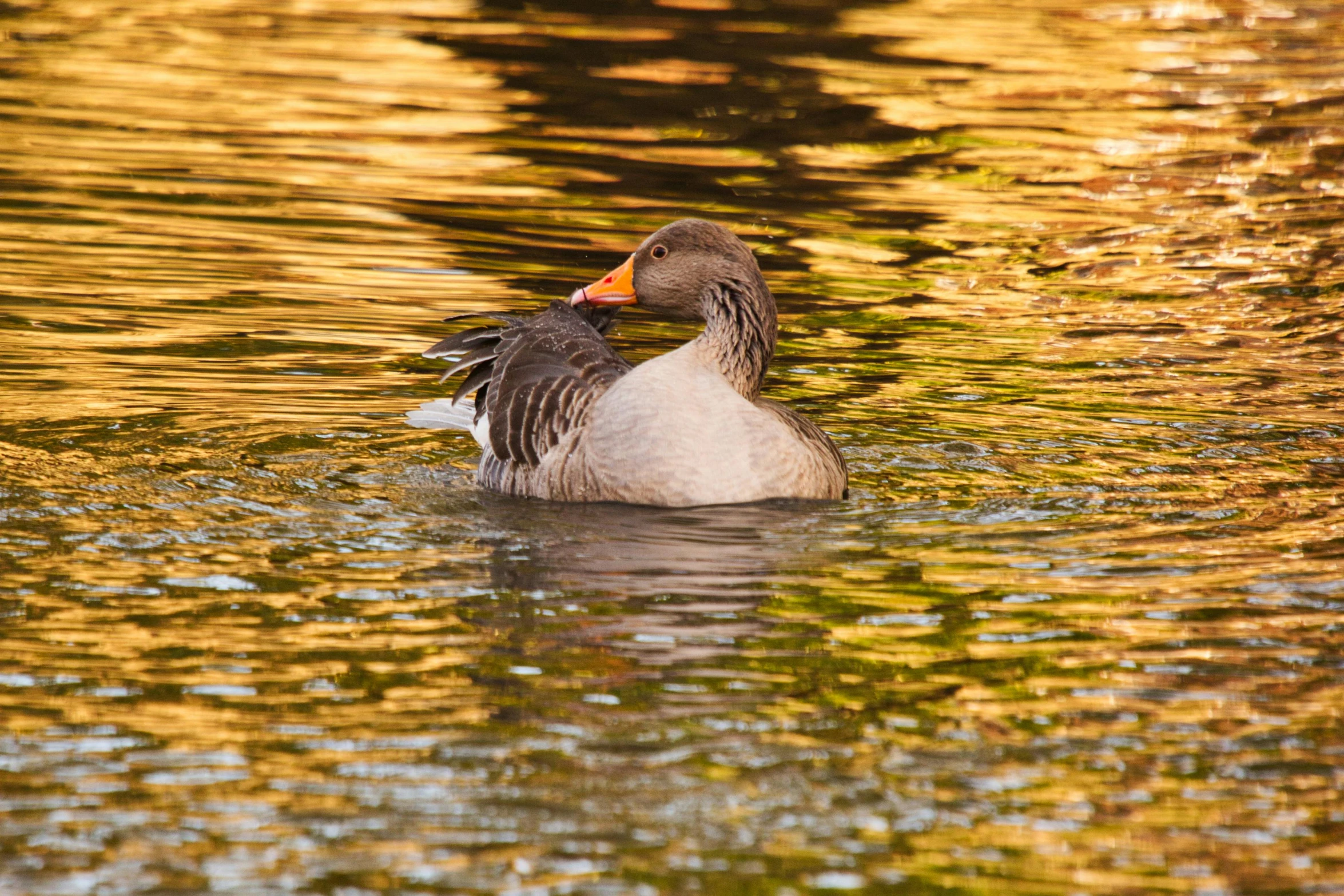 a duck swimming on top of a lake